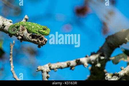 Eine mediterrane Chameleon ruht auf einem Zweig und beobachtet seine Umgebung mit seinem Schwanz zusammengerollt, Malta. Stockfoto