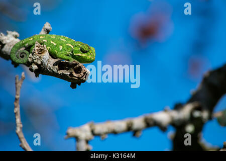 Eine mediterrane Chameleon ruht auf einem Zweig und beobachtet seine Umgebung mit seinem Schwanz zusammengerollt, Malta. Stockfoto