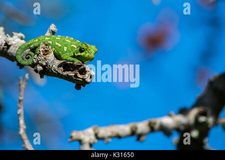 Eine mediterrane Chameleon ruht auf einem Zweig und beobachtet seine Umgebung mit seinem Schwanz zusammengerollt, Malta. Stockfoto