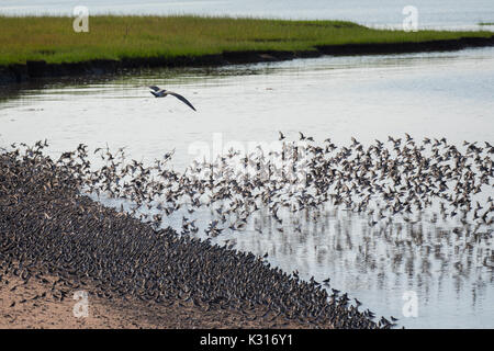 Semipalmated Strandläufer (Calidris pusilla) bei Flut in der Nähe von Grand Pre, Nova Scotia, Kanada. Stockfoto