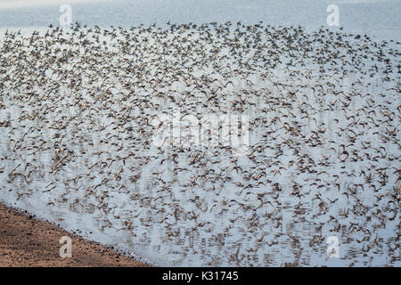 Semipalmated Strandläufer (Calidris pusilla) bei Flut in der Nähe von Grand Pre, Nova Scotia, Kanada. Stockfoto