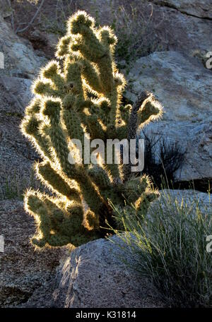 Die Gander Cholla Cactus im Licht Cylindropuntia ganderi vor rock Hintergrund in der Wüste Stockfoto