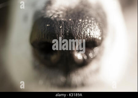 Nahaufnahme von Wet ist ein Hund die Nase in die Sonne. Bits der pflanzlichen Materie sichtbar auf der Nase Pad. Stockfoto