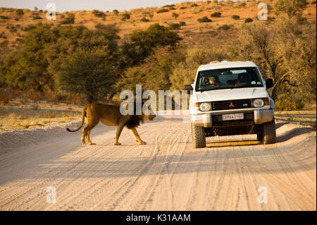 Männlicher Löwe (Panthera leo) überquert eine Straße in der Nähe eines Touristenwagens, Kgalagadi Transfontier Park, Südafrika Stockfoto