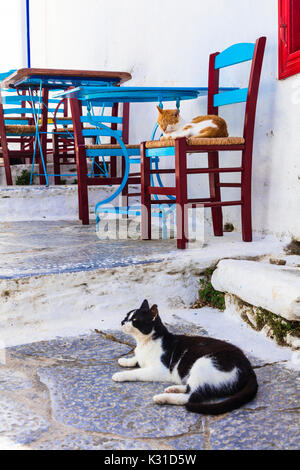 Traditionelle alte Straßen von Griechenland, mit Stühlen und Katze, die Insel Naxos. Stockfoto