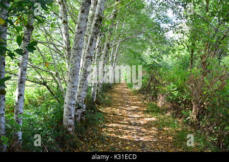 Birken gesäumt Trail Stockfoto