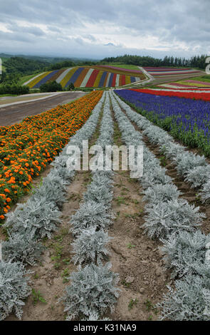 Rainbow Bereichen silber Staub, Ringelblumen, und Salbei an der Blume Bereichen Shikisai keine Oka, Hokkaido, Japan Stockfoto