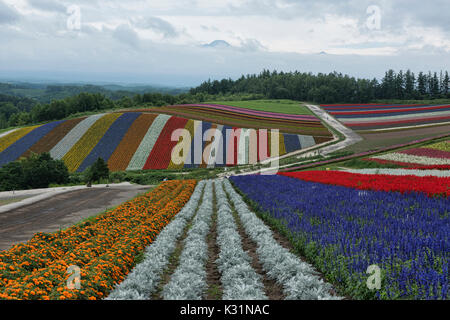 Rainbow Bereichen silber Staub, Ringelblumen, und Salbei an der Blume Bereichen Shikisai keine Oka, Hokkaido, Japan Stockfoto