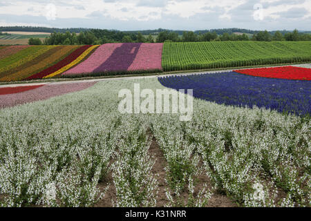 Rainbow Felder der snapdragons, Lamiaceae, Scharlach Salbei an der Blume Bereichen Shikisai keine Oka, Hokkaido, Japan Stockfoto