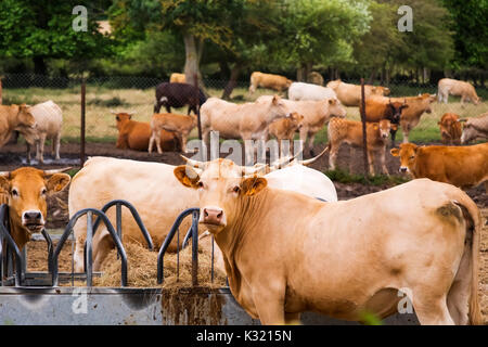 Viehbestand. Kuh Bauernhof, Las Merindades County Burgos, Kastilien und Leon, Spanien, Europa Stockfoto