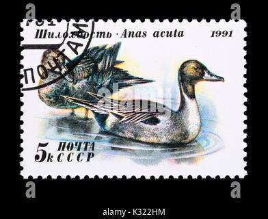 Briefmarke aus der Sowjetunion, pintail oder nördlichen Pintail (Anas acuta) Stockfoto