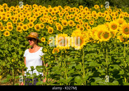 Frau mit Hut in einem Sonnenblumen Feld im Sommer. Las Merindades County Burgos, Kastilien und Leon, Spanien, Europa Stockfoto