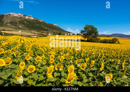 Sonnenblumen Feld im Sommer. Las Merindades County Burgos, Kastilien und Leon, Spanien, Europa Stockfoto