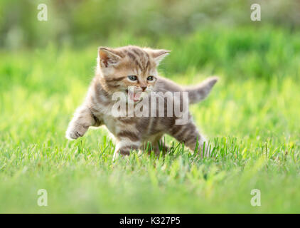 Junge lustig Katze miaut in der Natur Stockfoto