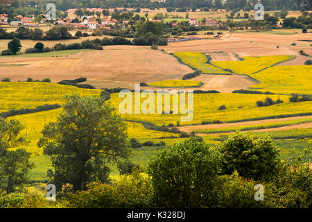 Sonnenblumen Feld im Sommer. Las Merindades County Burgos, Kastilien und Leon, Spanien, Europa Stockfoto