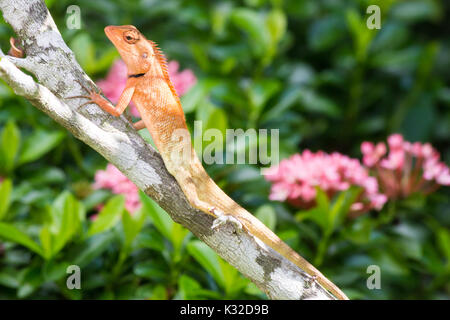 Nahaufnahme eines männlichen Orientalischen Garten Lizard (Calotes versicolor), Phuket, Thailand Stockfoto