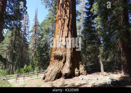 General Grant Grove - bei über 260 Meter hoch und 107 Fuß um, und etwa 2000 Jahre alt, der General Grant Tree ist der zweitgrößte Baum. Stockfoto