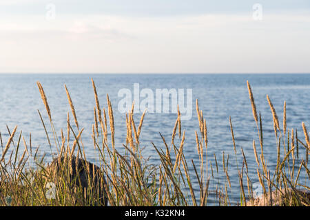 Nahaufnahme einer Gruppe sonnenbeschienenen Gras Strohhalme an der Küste. Stockfoto