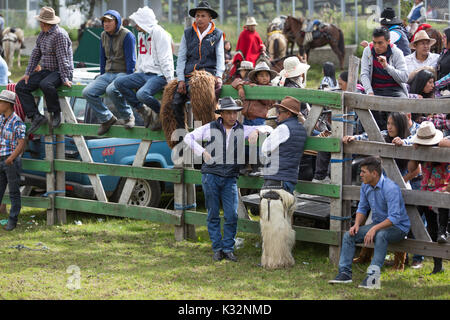 Mai 27, 2017 Sangolqui, Ecuador: Cowboys zu einem ländlichen Rodeo Event in den Anden Stockfoto