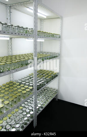 Pflanzliche Gewebe Kultur auf dem Regal im Werk Labor für Naturschutz. Stockfoto