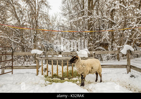 Schaf mit einem schwarzen Gesicht in an einem Wintertag eingezäunt Stockfoto