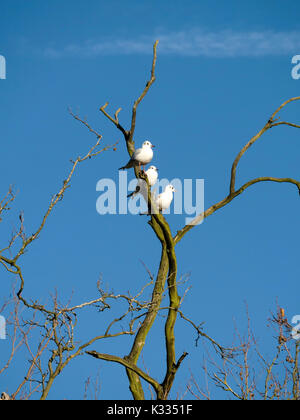 Reihe von drei Erwachsenen black-headed Möwen (Chroicocephalus ridibundus) im Winter Gefieder thront auf Baum mit blauen Himmel im Hintergrund, Derbyshire, Großbritannien Stockfoto