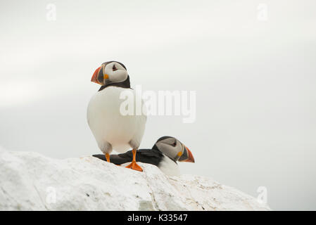 Papageientaucher auf Felsen in der Farne Islands Stockfoto