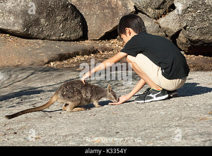 Junge Fütterung gefährdeter Mareeba schmucklose Rock Wallaby (Petrogale inornata, Mareeba Rennen), Granite Gorge Nature Park, in den Atherton Tablelands, bisher keine Stockfoto