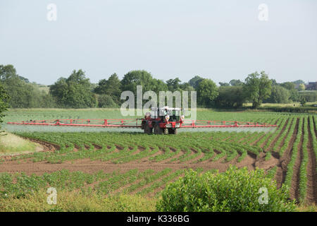 Ein Traktor verbreiten Dünger auf Feldern wachsen Kartoffeln in North Warwickshire, England, Großbritannien Stockfoto
