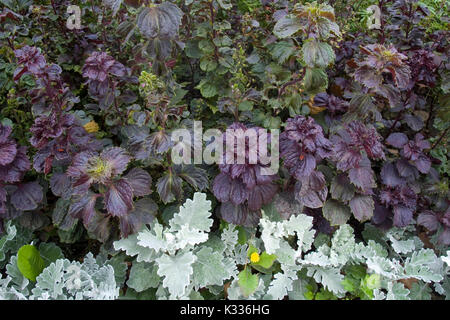 Dekorative Nessel auf ein Blumenbeet Stockfoto