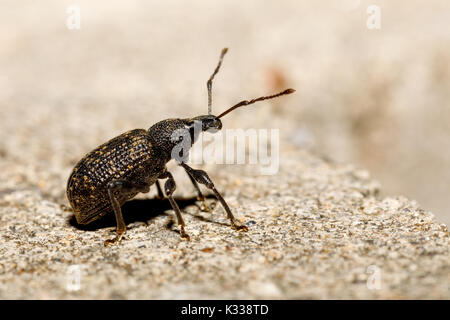 Makro von Schwarzen Otiorrhynchus - Otiorhynchus sulcatus, Tschechische Wildlife Stockfoto