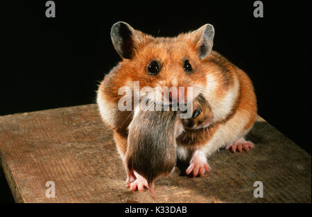 Golden oder Syrischen Hamster Mescocricetus auratus. Zucht Weiblich 10 Tage alten Jungen in ihrem Mund. Die Notiz von Mutter Wange Beutel voller Essen. Stockfoto