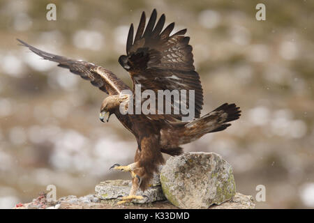 Golden Eagle - Landung auf dem Felsen Stockfoto