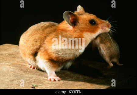 Golden oder Syrischen Hamster Mescocricetus auratus. Zucht Weibchen mit Jungen in ihrem Mund. Die Notiz von Mutter Wange Beutel voller Essen. Stockfoto