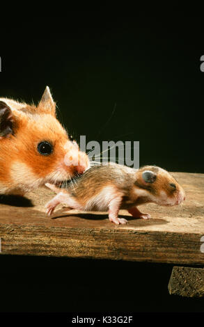 Golden oder Syrischen Hamster Mescocricetus auratus. Weiblicher verfolgt, ein noch immer blind zehn Tage alte Junge, in den Mund zu führen und Rücktransfer t Stockfoto