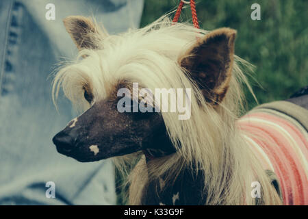 Der Chinesische Schopfhund Stockfoto