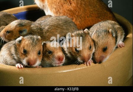 Golden oder Syrischen Hamster Mescocricetus auratus. 15 Tage alte Junge, Augen öffnen, mit Blick auf den Rand der Schüssel das Essen der Mutter. Stockfoto