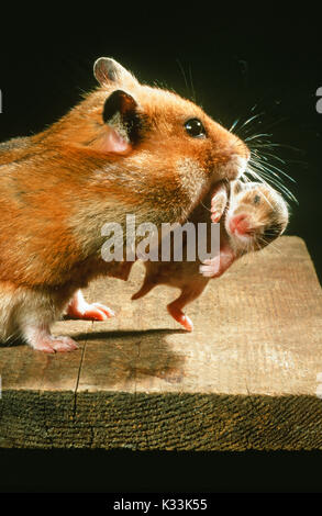 Golden oder Syrischen Hamster Mescocricetus auratus. Weiblicher Durchführung zehn Tage alten Jungen in ihrem Mund. Die Notiz von Mutter Wange Beutel voller Essen. Stockfoto