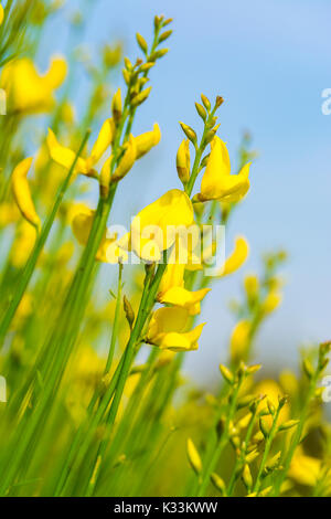 Spanische Ginster (Spartium junceum), Besen des AKA Weaver, im Sommer in West Sussex, England, UK, im Hochformat angezeigt. Stockfoto