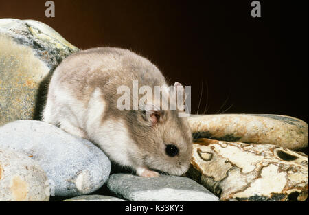 Russische Zwerg Behaarte-footed Hamster Phodopus sungorus sungorus. Winter weiße Form, März Fell. Stockfoto