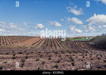 Eine Tree Farm wachsenden Tannen für Weihnachten in Langeland, Dänemark Stockfoto