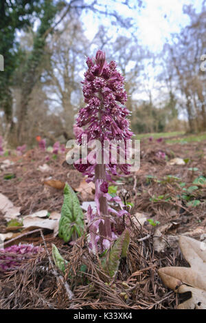 Gemeinsame Pestwurz (Petasites Hybridus) Stockfoto