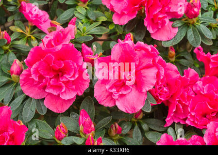 Indische Azalee (Rhododendron simsii 'Reinhold Ambrosius') Stockfoto