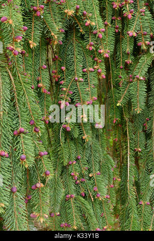 Weinend Fichte (Picea abies 'inversa') Stockfoto