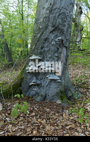 Zunder Pilz (Fomes fomentarius) Stockfoto