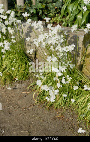 Allium zebdanense Syn. Allium neapolitanum Stockfoto