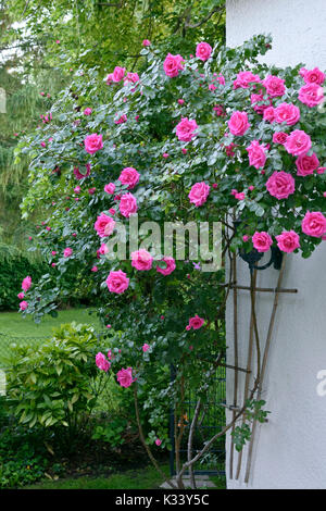 Klettern Rose auf einer Hauswand Stockfoto