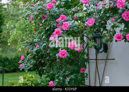 Klettern Rose auf einer Hauswand Stockfoto