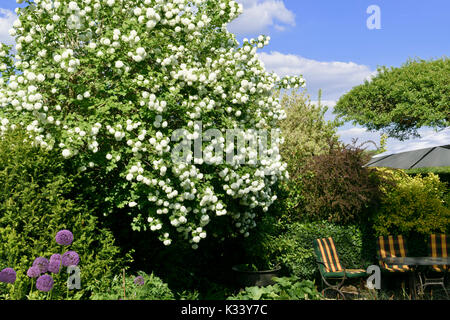 Gefüllte Schneeball (Viburnum opulus 'Roseum') Stockfoto