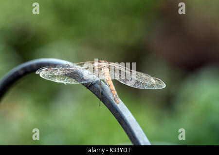 Gemeinsame darter Dragon Fly Stockfoto